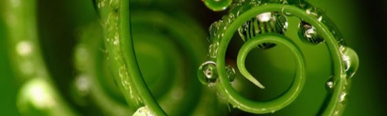 Fern spiral